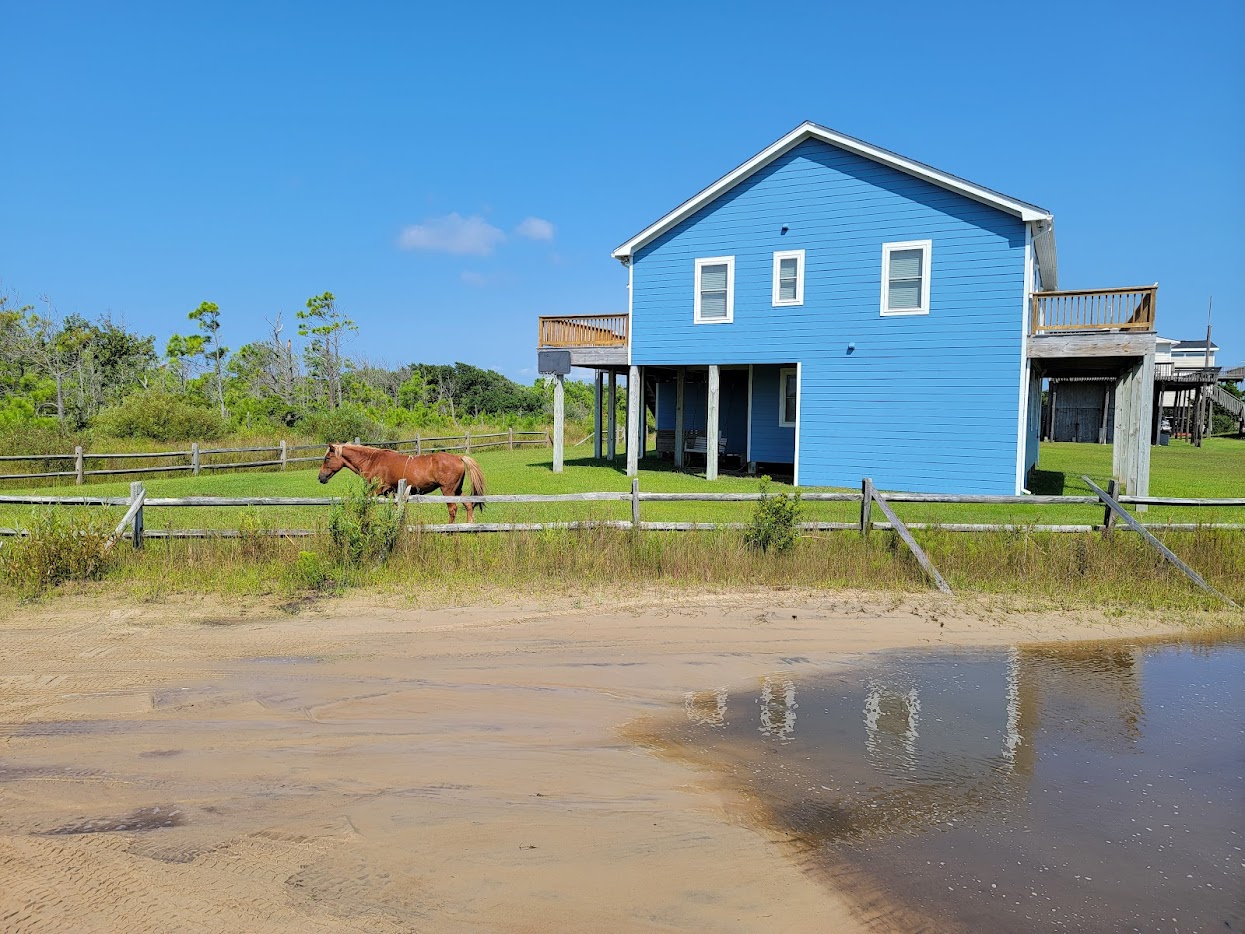 Wild horse grazing near a beach house