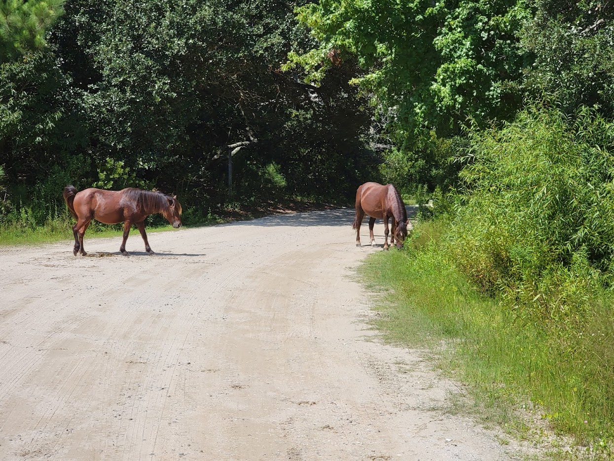 Wild horses roaming the sandy roads of Carova
