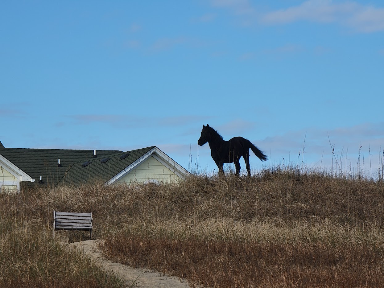 Wild horse on dunes near beach houses