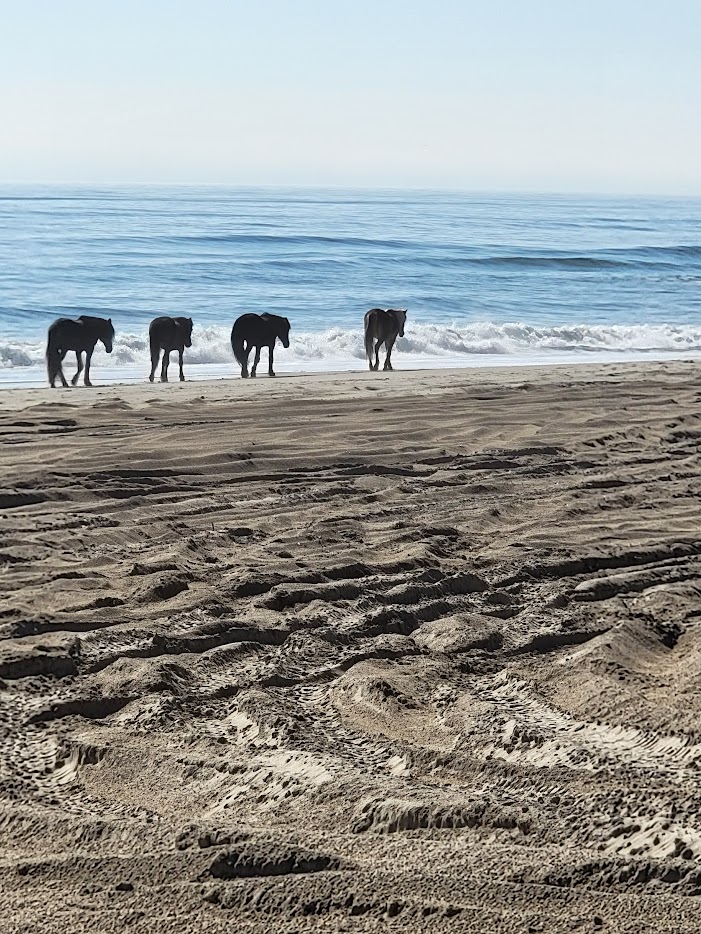 Band of wild horses walking along the beach