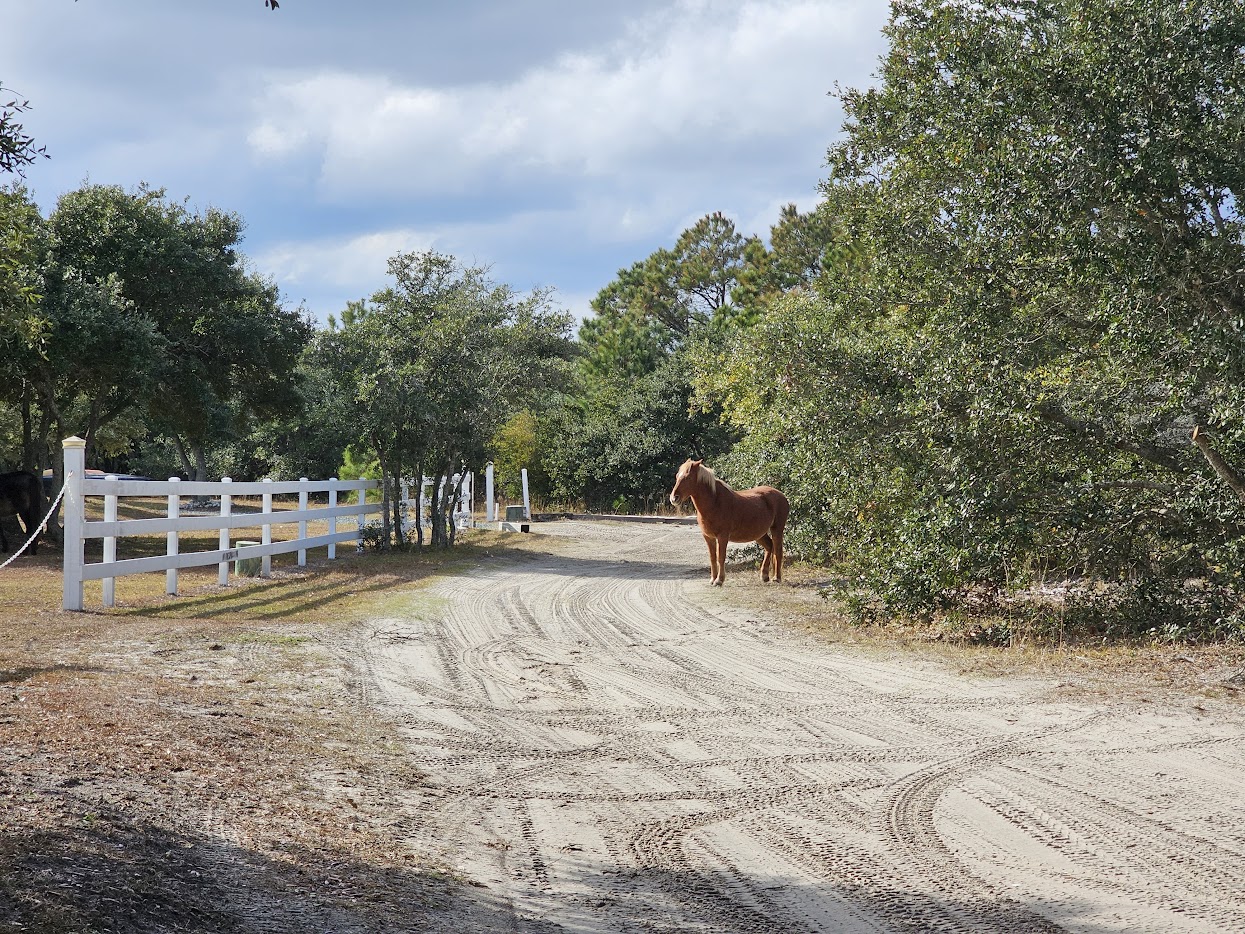 Wild horse on a sandy Carova road