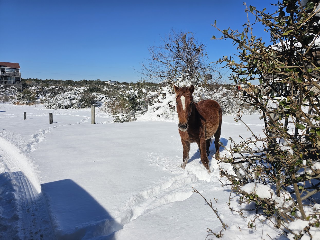 Wild horse in snow at Carova